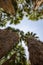 Looking up to the sky with fan palm trees