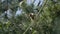 Looking up to squirrel monkey in branches above