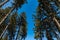 Looking up to tree crowns in mountains