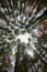 Looking up to the tree tops in a thick forest