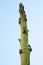 Looking up at top of large agave flower stalk