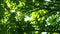 Looking up through tops of trees while sun shines through green foliage, summer forest at sunset