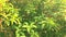 Looking up through tops of trees while sun shines through green foliage, summer forest at sunset