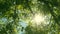 Looking up through tops of trees while sun shines through green foliage, summer forest at sunset