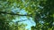 Looking up through tops of trees while sun shines through green foliage, summer forest at sunset