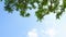 Looking up toptrees the blue sky and trees.