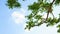 Looking up toptrees the blue sky and trees.