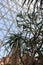 Looking up at a towering Aloe tree and cactus in the desert show room at the Mitchell Park Conservatory, Wisconsin