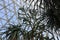 Looking up at a towering Aloe tree, Yucca and cactus in the desert show room at the Mitchell Park Conservatory