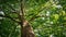 Looking Up At Tree Canopy On Sunny Day