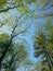 Looking up at tree tops and the sky