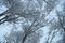 Looking up the tree tops snow covered branches