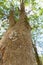 Looking up a tree trunk