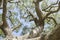 Looking up a tree trunk towards a canopy