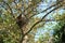 Looking up in a tree at two baby Robins waiting to be fed, guarded by a male Robin