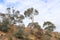 Looking up a treed embankment towards a blue cloudy sky