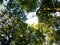 Looking up through the treetops. Beautiful natural frame of foliage against the sky. Copy space