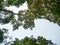 Looking up through the treetops. Beautiful natural frame of foliage against the sky. Copy space