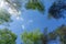 Looking up through the treetops. Beautiful natural frame of foliage against the sky. Copy space.Green leaves of a tree against the