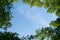 Looking up through the treetops. Natural frame of green foliage against a blue sky.