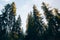 Looking up into the treetops of a pine forest