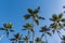 Looking up at tropical palm trees against a blue sunny sky