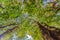 Looking up in tropical rainforest with green high tree leaf on b