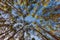 Looking up at trunk of big pine tree amidst forest in beautiful sunlight with detail of bark