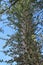 Looking up the trunk of a Boojum Tree filled with many short branches in the desert of Arizona