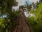 Looking up the trunk of giant cedar