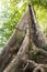 Looking up the trunk of a giant rainforest tree