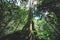 Looking up the trunk of a giant rainforest tree jungle