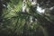 Looking up the trunk of a giant rainforest tree jungle