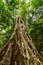 Looking up the trunk of a giant rainforest tree to the canopy