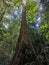 Looking up the trunk of a giant rainforest tree to the canopy. Fresh green tropical forest, jungle overhead view. Tall trees