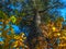 Looking Up The Trunk Of Pine Tree, The Bright Crown Of Green, Yellow And Golden Leaves. Autumn Colors, Change Of Seasons Concept.