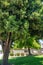 Looking up the trunk of a Podocarpus tree, a beautiful tall evergreen tree
