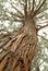 Looking up the trunk of a tall pine tree