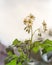 Looking up view blossom white flowers with bright yellow stamen under blue cloud sky