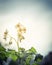 Looking up view blossom white flowers with bright yellow stamen under blue cloud sky