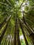 Looking up view in a dense bamboo forest