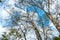 Looking up view to trees branch with blue sky and cloud. I