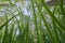 Looking up into a woodland canopy with reeds from the ground