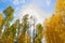 Looking up at yellow and green aspens. Snowbowl area with a pine forest and aspens changing color. Flagstaff, Arizona.