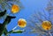 Looking Up at Yellow Tulips Blooming Against Blue Sky