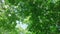 Looking upward through vibrant tree canopy leaves swaying in the breeze while gently spinning with the sun through the leaves.