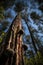 Looking upwards to the pine trees harvesting merks pine Pinus merkusii sap in few coconut shells for turpentine industries