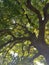 Looking upwards underneath an oak tree