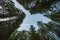 Looking upwards you can see a blue sky among the tall trees