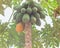 Looking view of one ripe papaya in group of green one, unique concept